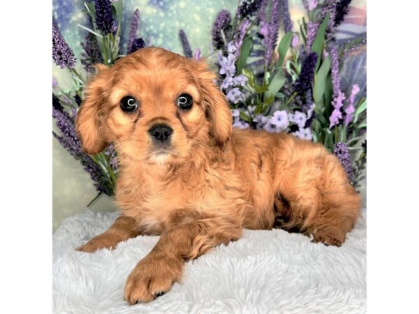 Cavalier King Charles Spaniel DOG Female Ruby 2544 Petland Lancaster, Ohio