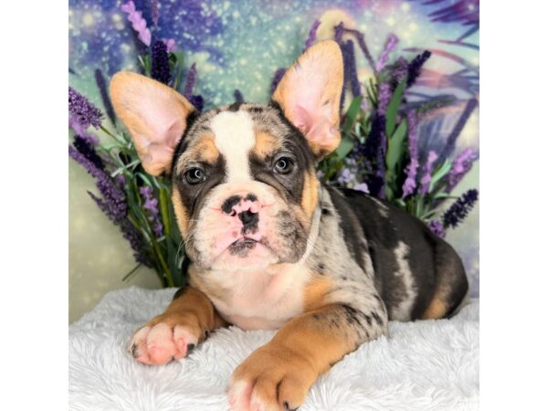 Miniature Bulldog-DOG-Male-Blue Merle-2543-Petland Lancaster, Ohio