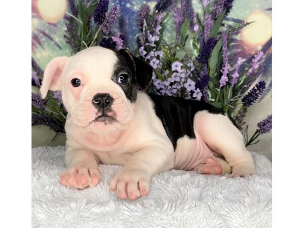 Miniature Bulldog DOG Male blk pie 2540 Petland Lancaster, Ohio