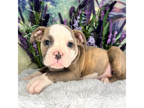 Olde English Bulldogge-DOG-Male-Blue Brindle-2539-Petland Lancaster, Ohio