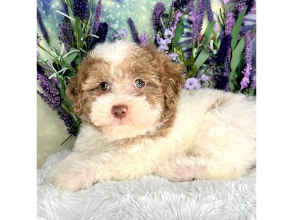 Poo Chon-DOG-Male-choc parti-2537-Petland Lancaster, Ohio