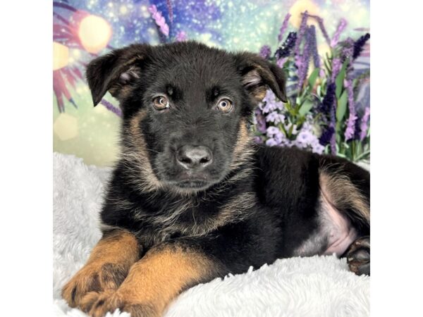 German Shepherd DOG Male Black & Tan 2536 Petland Lancaster, Ohio