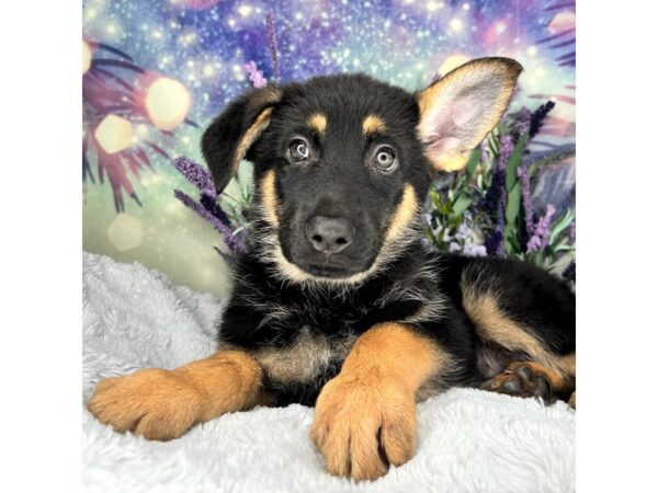 German Shepherd DOG Female Black & Tan 2535 Petland Lancaster, Ohio