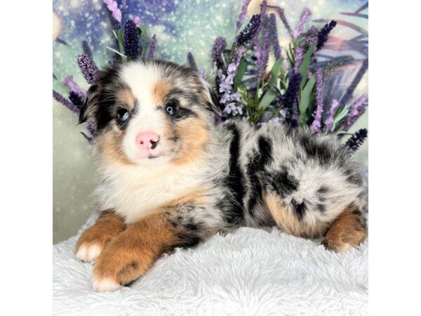 Miniature Australian Shepherd DOG Male Blue Merle White / Tan 2533 Petland Lancaster, Ohio