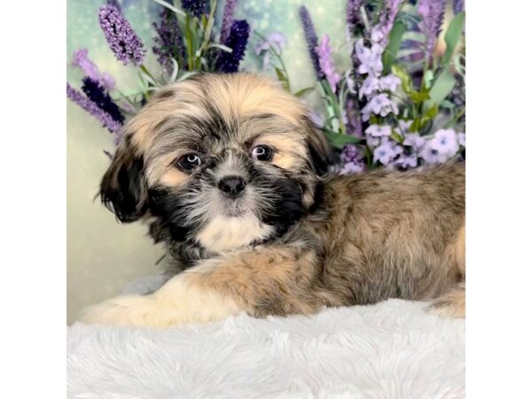 Shih Tzu DOG Male Brindle 2531 Petland Lancaster, Ohio