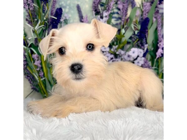 Miniature Schnauzer DOG Female Cream Sable 2530 Petland Lancaster, Ohio