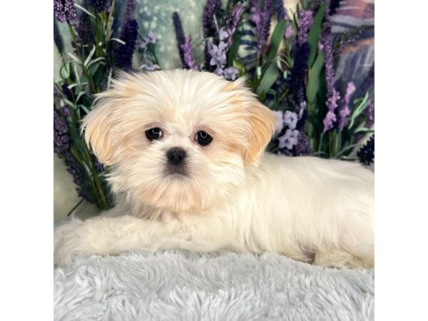 Shih Tzu DOG Male Cream / White 2529 Petland Lancaster, Ohio