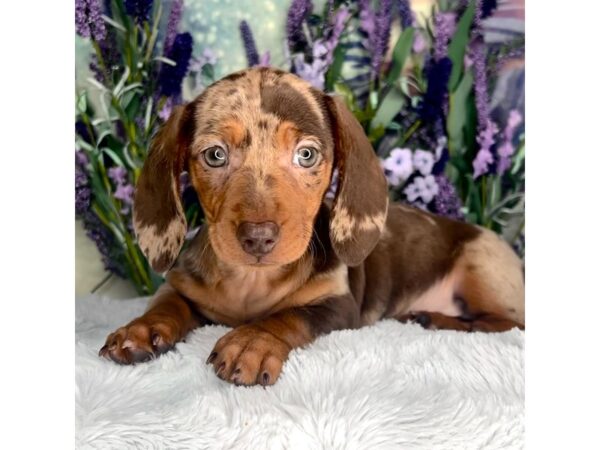 Dachshund DOG Female Chocolate / Tan Dapple 2527 Petland Lancaster, Ohio