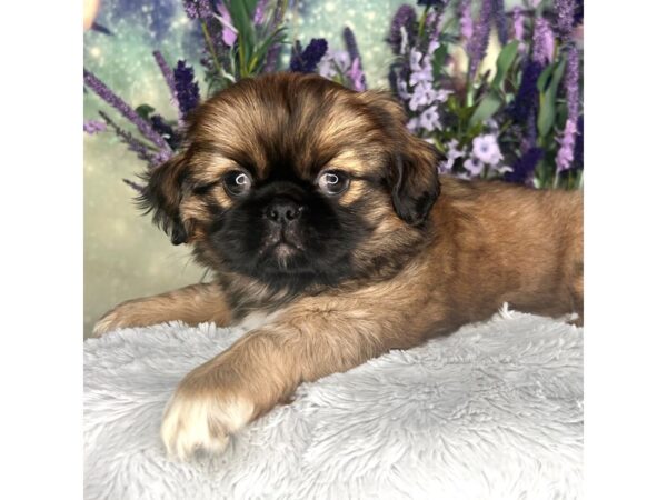 Pekingese DOG Female brown 2563 Petland Lancaster, Ohio
