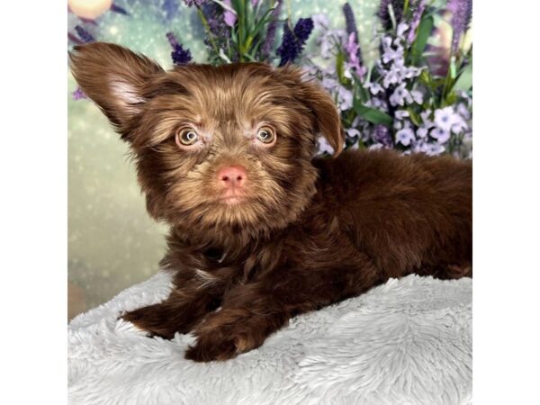 Chorkie DOG Female Chocolate 2562 Petland Lancaster, Ohio