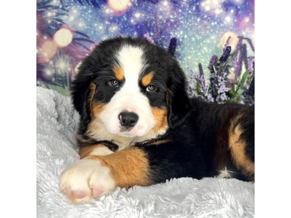 Bernese Mountain Dog-DOG-Female-blk tri-2560-Petland Lancaster, Ohio