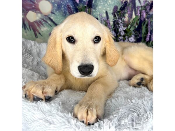 Golden Retriever DOG Female Golden 2556 Petland Lancaster, Ohio