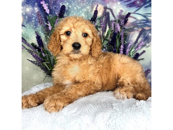 Goldendoodle Mini 2nd Gen-DOG-Female--2552-Petland Lancaster