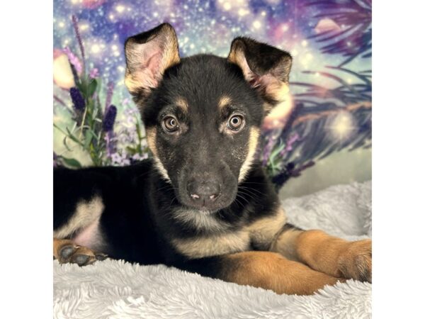 German Shepherd DOG Female Black / Tan 2551 Petland Lancaster, Ohio