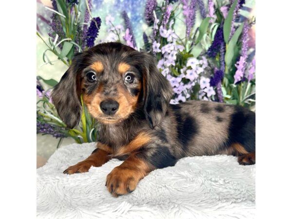 Dachshund-DOG-Male-Black / Tan-2550-Petland Lancaster, Ohio