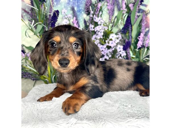 Dachshund DOG Male Black / Tan 2550 Petland Lancaster, Ohio