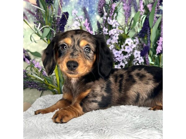 Dachshund DOG Female Black / Tan 2549 Petland Lancaster, Ohio