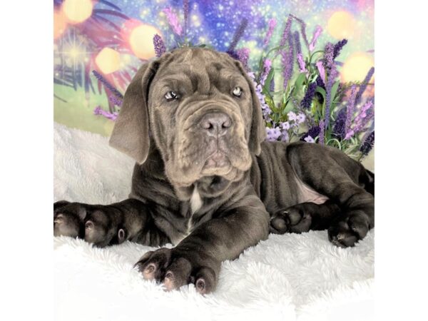 Neapolitan Mastiff DOG Male Blue 2576 Petland Lancaster, Ohio