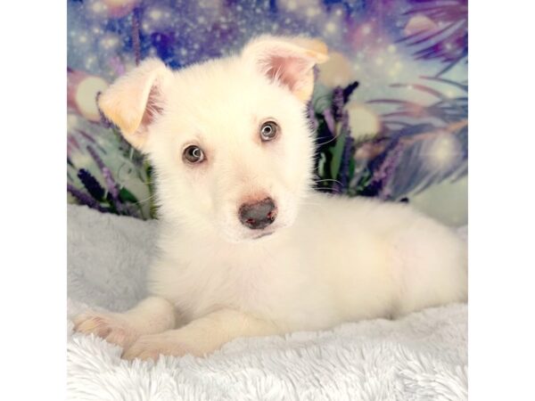 German Shepherd-DOG-Female-Cream and White-2575-Petland Lancaster, Ohio