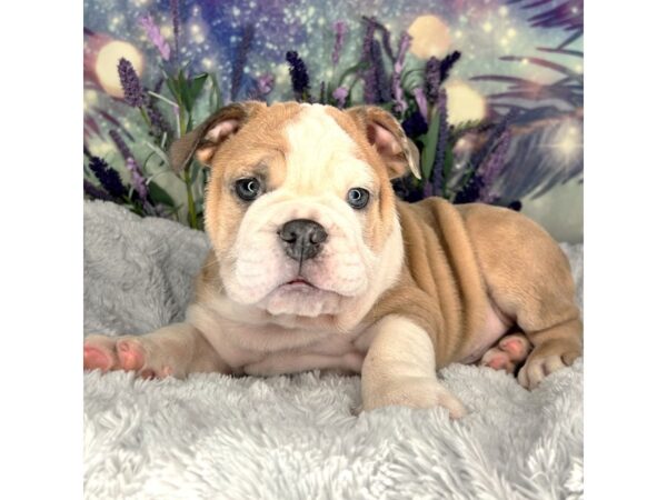 English Bulldog DOG Male Fawn and white 2573 Petland Lancaster, Ohio