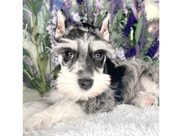 Miniature Schnauzer DOG Male BLUE MERLE 2571 Petland Lancaster, Ohio