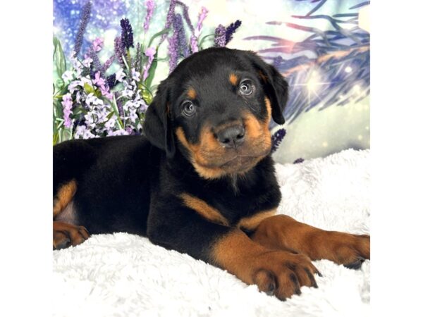 Rottweiler-DOG-Male-Black & Tan-2570-Petland Lancaster, Ohio