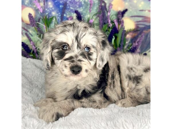 Aussiedoodle DOG Female Blue Merle 2569 Petland Lancaster, Ohio