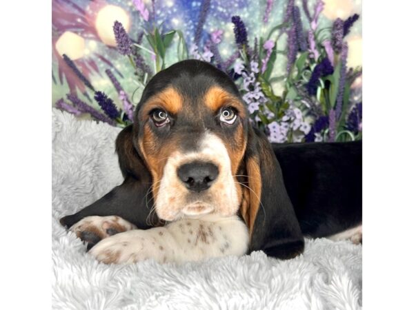 Basset Hound-DOG-Male-Tri-2568-Petland Lancaster, Ohio