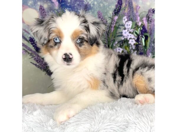 Australian Shepherd DOG Female Blue Merle 2567 Petland Lancaster, Ohio