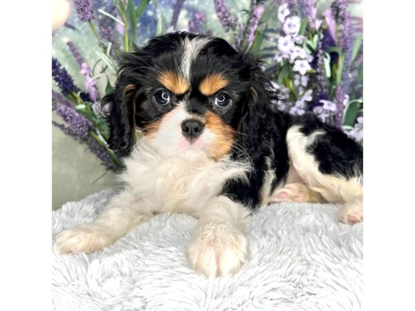 Cavalier King Charles Spaniel DOG Female Black White / Tan 2566 Petland Lancaster, Ohio