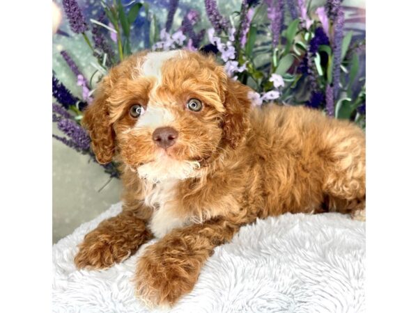 F1B Cockapoo DOG Female Apricot 2565 Petland Lancaster, Ohio