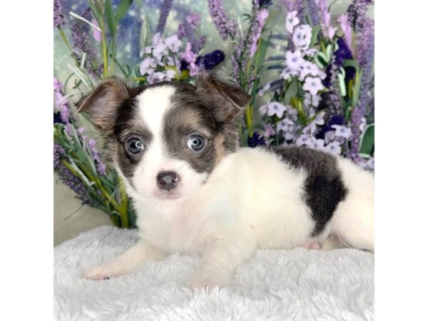 Chihuahua-DOG-Female-Blue-2564-Petland Lancaster, Ohio