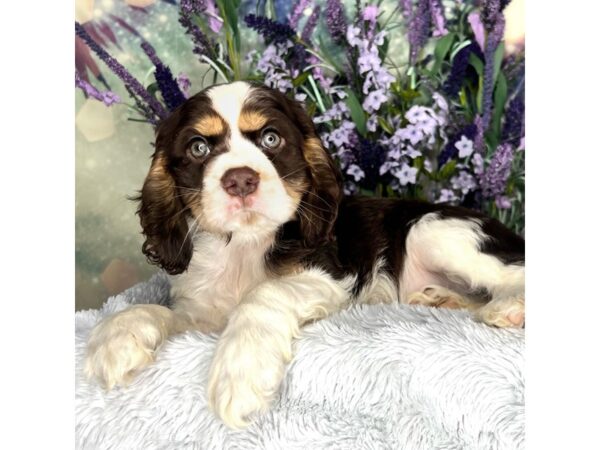 Cocker Spaniel-DOG-Female-Chocolate and White-2577-Petland Lancaster, Ohio