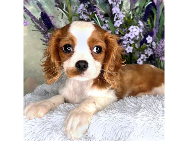 Cavalier King Charles Spaniel DOG Female Blenheim 2578 Petland Lancaster, Ohio