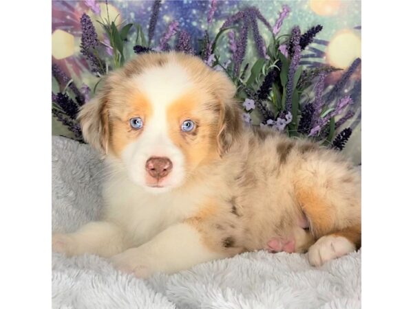 Miniature Australian Shepherd DOG Male RED MERLE 2579 Petland Lancaster, Ohio