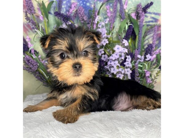 Yorkshire Terrier-DOG-Female-BLK TAN-2580-Petland Lancaster, Ohio