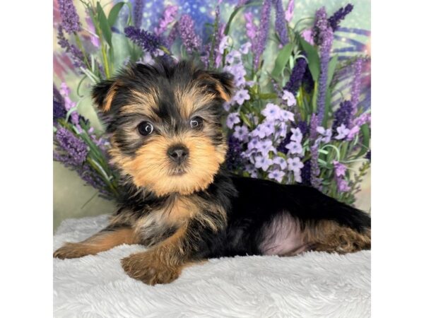 Yorkshire Terrier DOG Female BLK TAN 2580 Petland Lancaster, Ohio