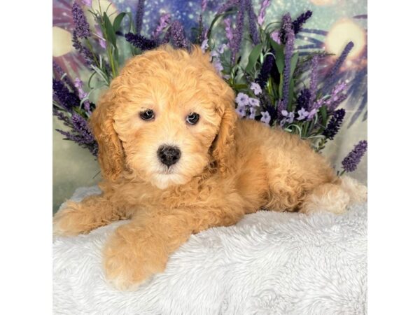 Cockadoodle DOG Female RED 2582 Petland Lancaster, Ohio