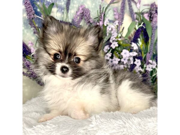 Pomeranian DOG Female Sable and White Parti 2587 Petland Lancaster, Ohio