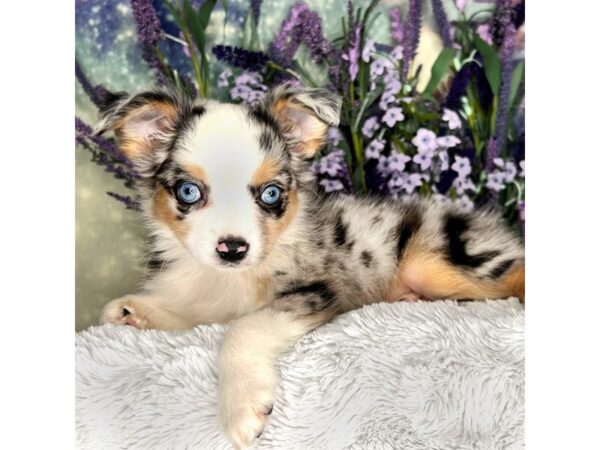 Miniature American Shepherd DOG Male blue merle 2597 Petland Lancaster, Ohio