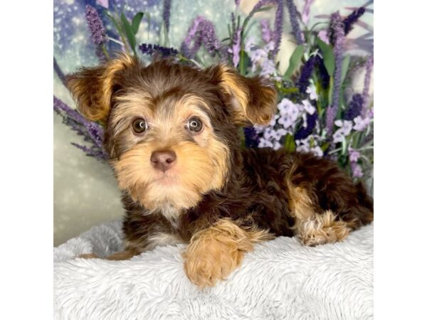 Yorkiepoo DOG Female chocolate and Tan 2595 Petland Lancaster, Ohio