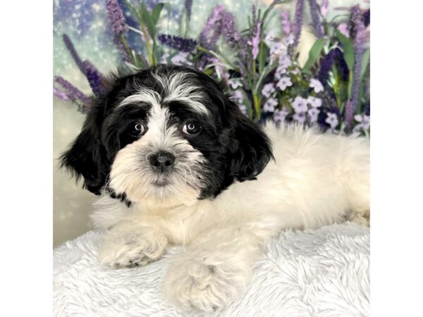 Shichon-DOG-Female-blk/wht-2594-Petland Lancaster, Ohio