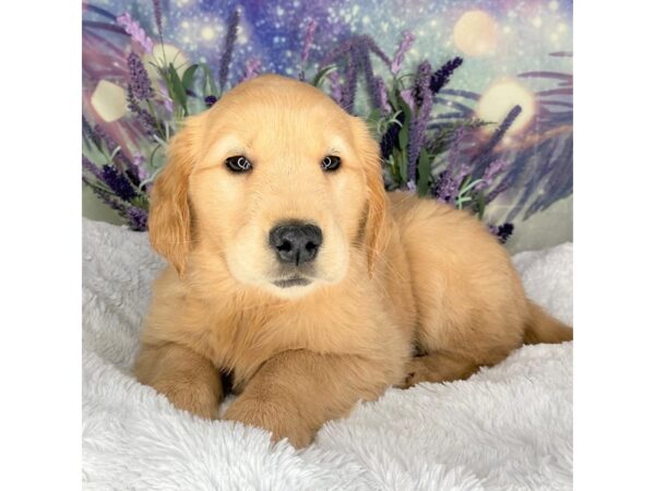 Golden Retriever DOG Female Gold 2592 Petland Lancaster, Ohio