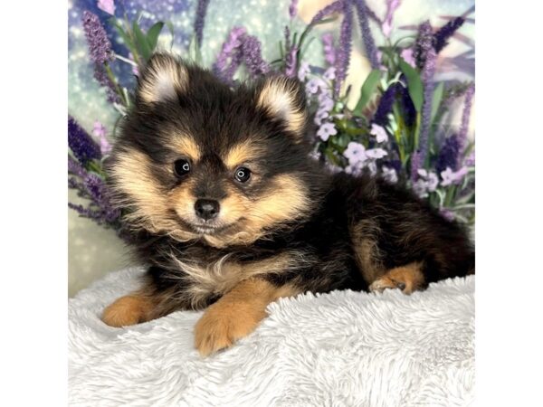 Pomeranian DOG Female Black / Tan 2589 Petland Lancaster, Ohio