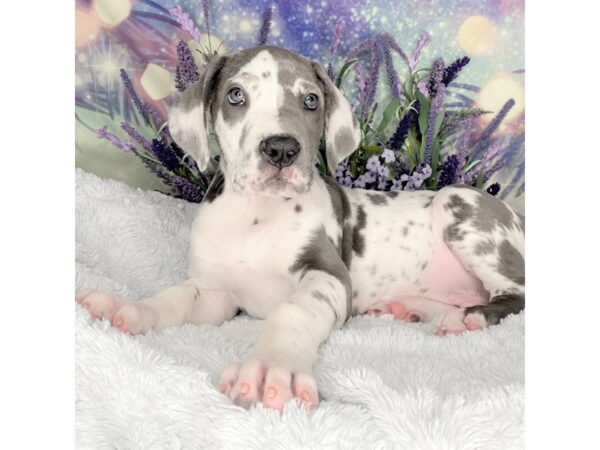 Great Dane DOG Male Blue Harlequin 2588 Petland Lancaster, Ohio