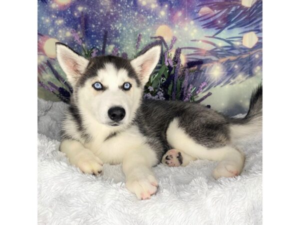 Siberian Husky-DOG-Female-blk and wht-2612-Petland Lancaster, Ohio