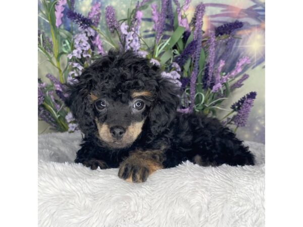 Miniature Poodle DOG Female blk tn 2611 Petland Lancaster, Ohio