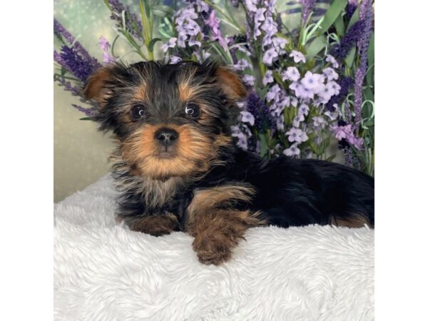 Yorkshire Terrier DOG Male BLK TAN 2610 Petland Lancaster, Ohio