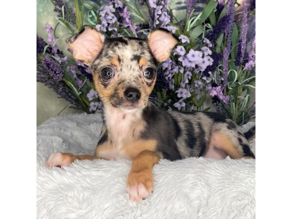 Chihuahua DOG Male BLK TAN blue merle 2608 Petland Lancaster, Ohio