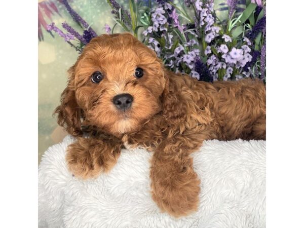 Cava Poo-DOG-Male-RED-2607-Petland Lancaster, Ohio